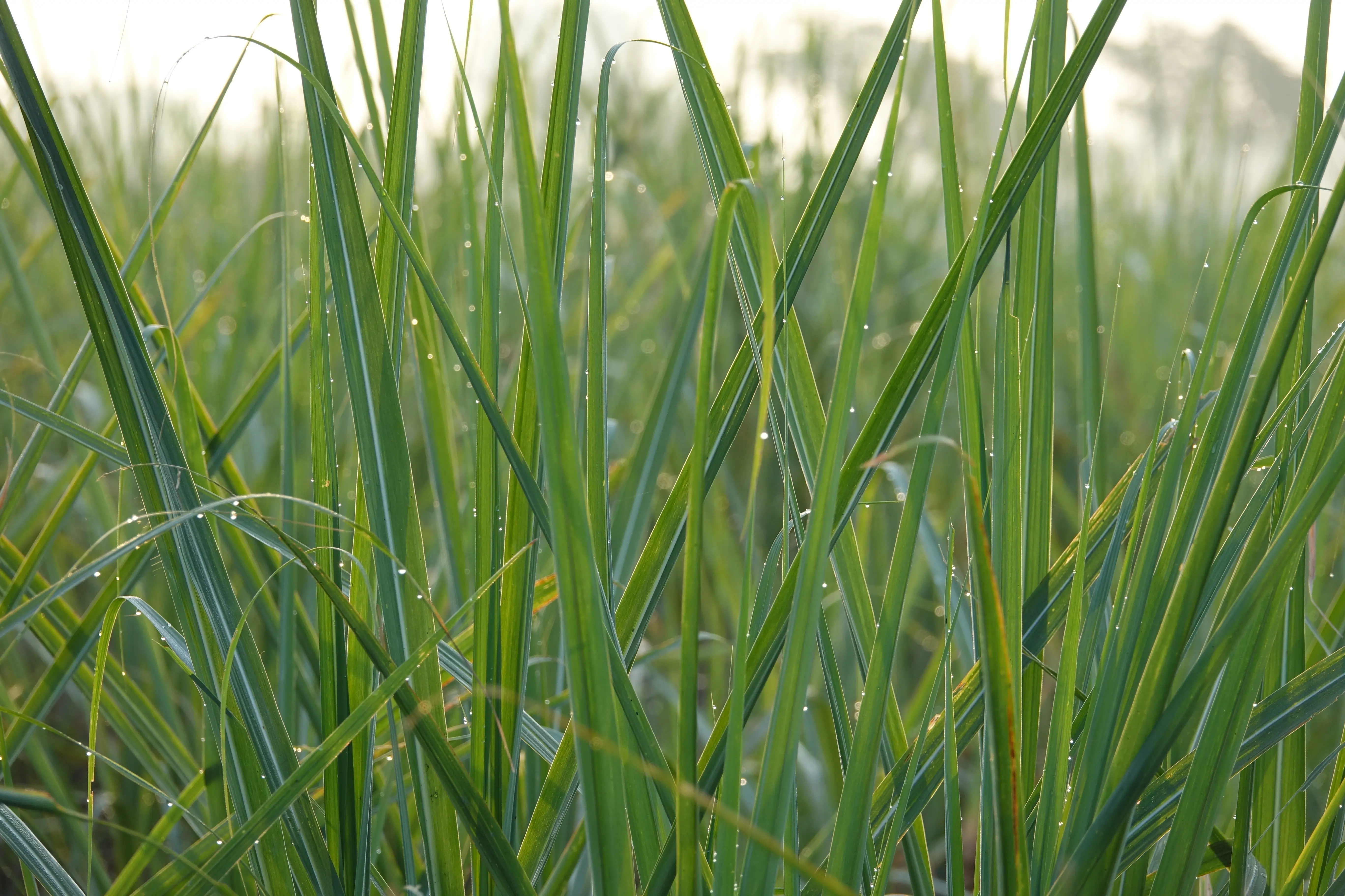 Vetiver cultivation service